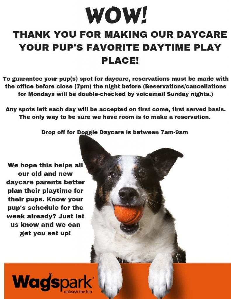 doggy day care southern suburbs